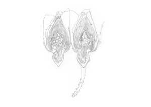 GIOVANNI DE LAZZARI, UNTITLED, 2011, PENCIL ON PAPER, 21 X 29,7 CM